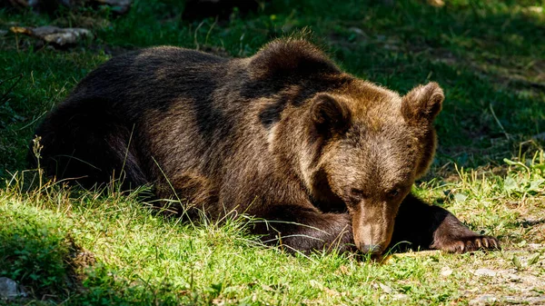 ルーマニアのカルパティアに生息するユーロ圏の褐色熊 — ストック写真