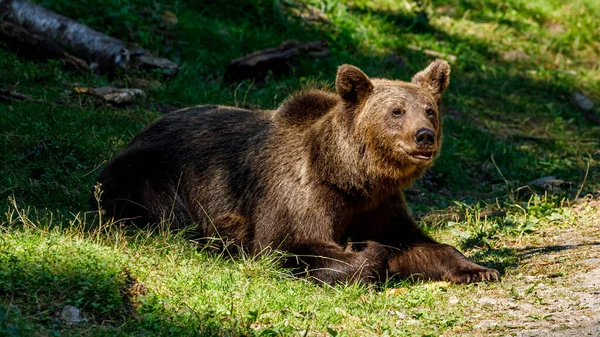 Зелений Ведмідь Карпат Румунії — стокове фото