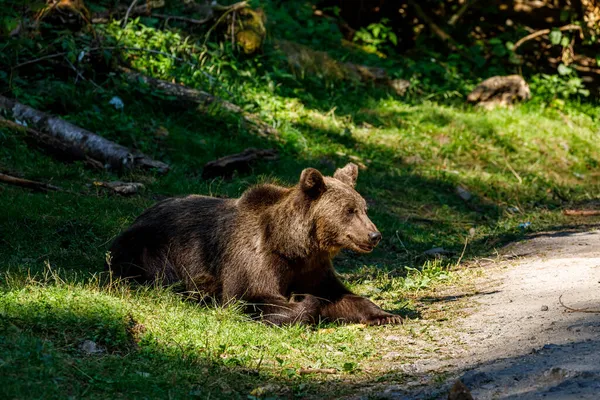Der Eurasische Braunbär Den Karpaten Rumäniens — Stockfoto