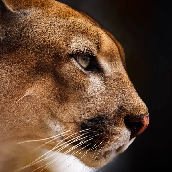 Retrato Puma — Foto de Stock