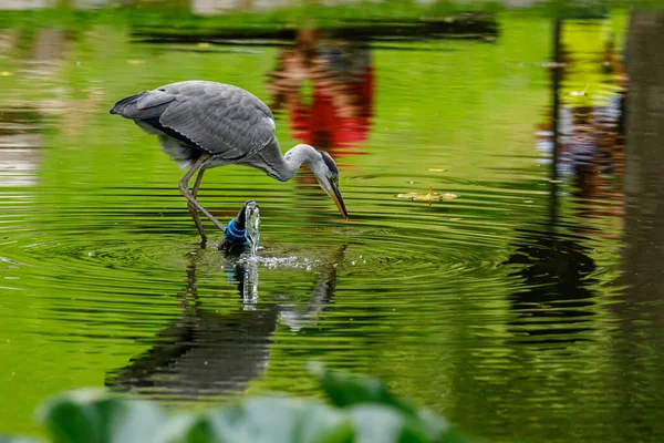 Ein Graureiher Ardea Cinerea — Stockfoto