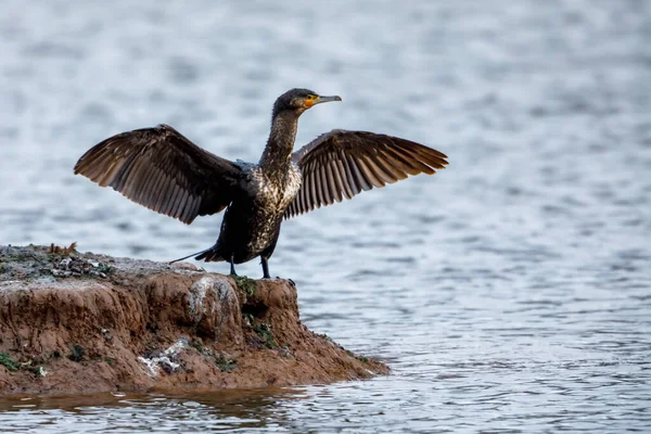 Cormoran Aux Ailes Déployées — Photo