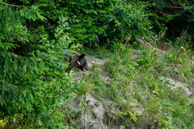Romen Karpatya 'sında kahverengi bir ayı