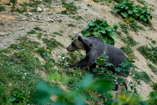 Brown Bear Carpathian Romania — Stock Photo, Image