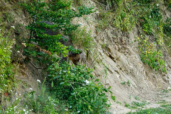 Brown Bear Carpathian Romania — Stock Photo, Image