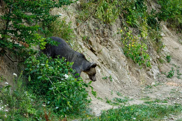 Бурый Медведь Карпатах Румынии — стоковое фото