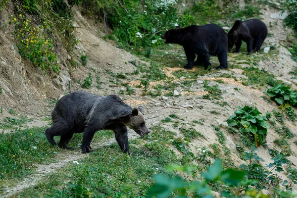 ルーマニアのカルパティアの茶色のクマ — ストック写真