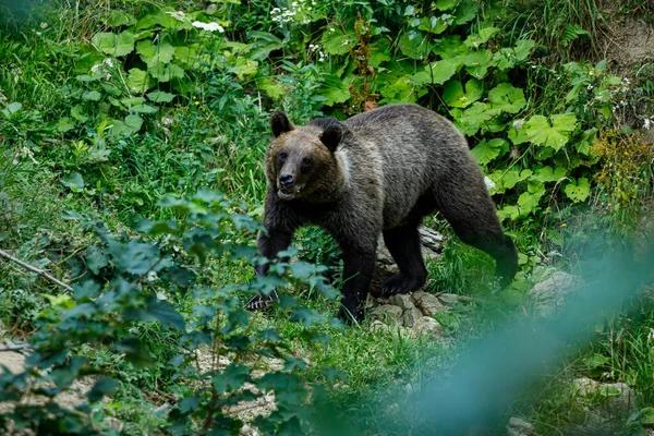 Бурий Ведмідь Папському Романтичному Світі — стокове фото