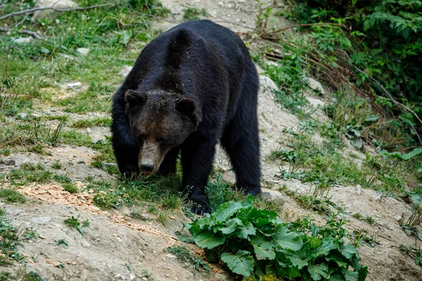 ルーマニアのカルパティアの茶色のクマ — ストック写真