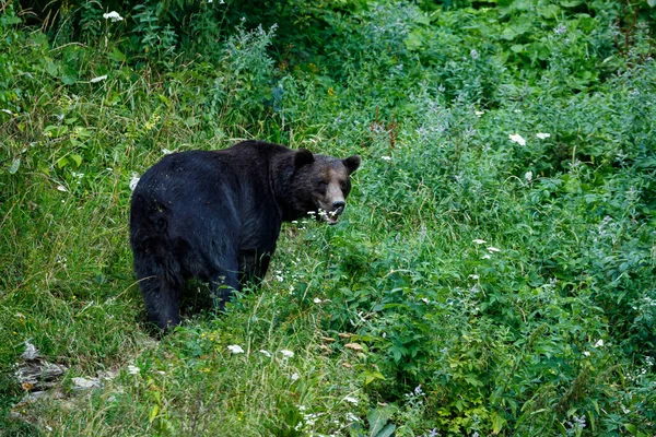 Бурый Медведь Карпатах Румынии — стоковое фото