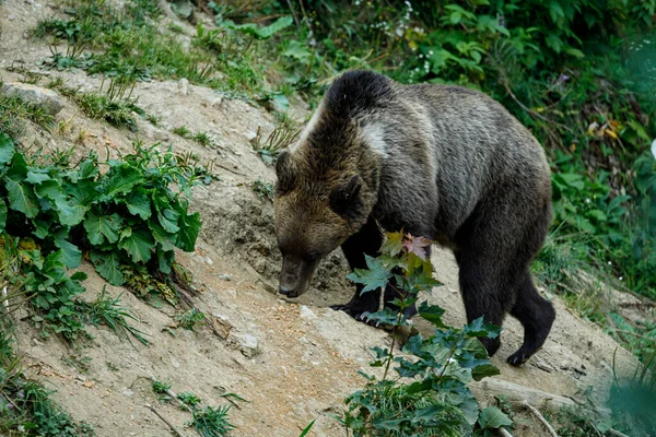 Ours Brun Dans Les Carpates Roumanie — Photo