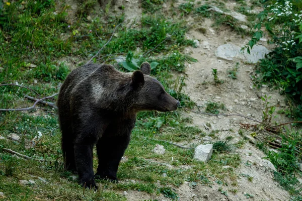 Oso Pardo Los Cárpatos Roma — Foto de Stock