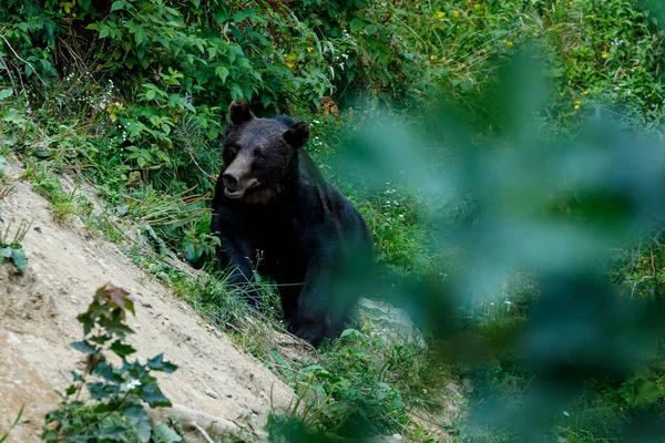 Ours Brun Dans Les Carpates Roumanie — Photo