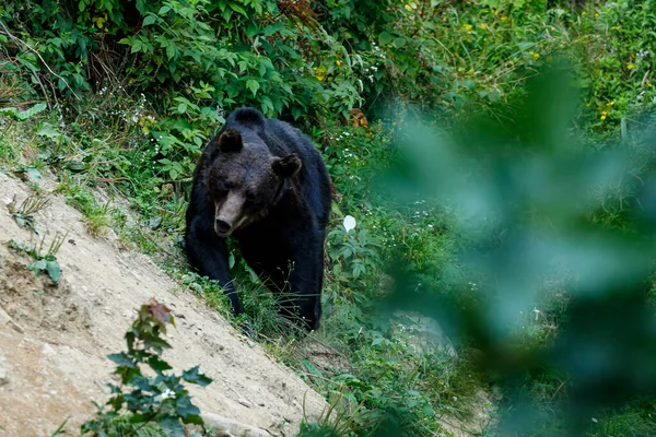 Ours Brun Dans Les Carpates Roumanie — Photo