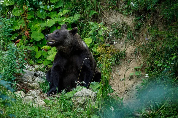 Romen Karpatya Sında Kahverengi Bir Ayı — Stok fotoğraf