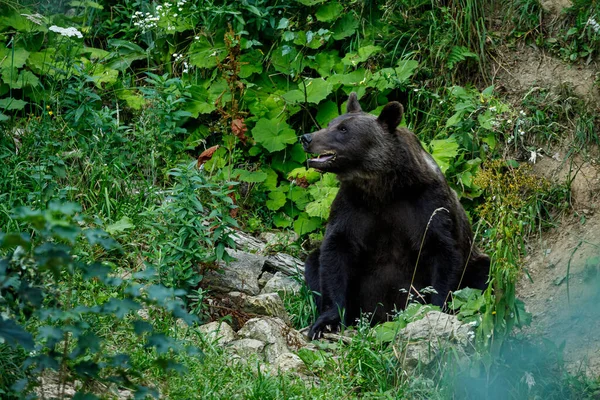 Romen Karpatya Sında Kahverengi Bir Ayı — Stok fotoğraf