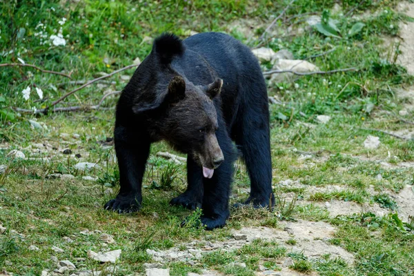 Brown Bear Carpathian Romania — Stock Photo, Image