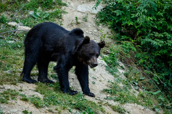 Ours Brun Dans Les Carpates Roumanie — Photo