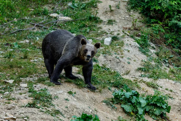 Ours Brun Dans Les Carpates Roumanie — Photo