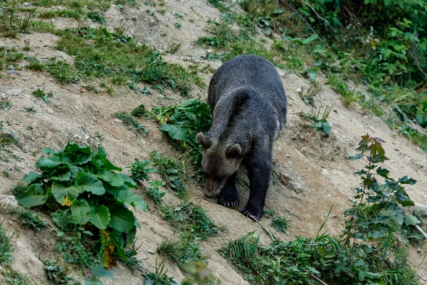 Beruang Cokelat Carpathian Dari Romania — Stok Foto
