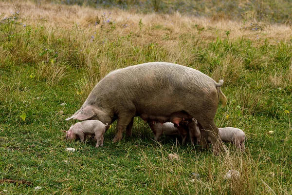 猪和小猪在草地上 — 图库照片