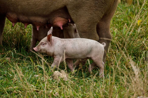 pig and piglets on a meadow
