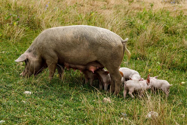 pig and piglets on a meadow