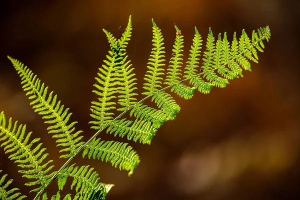 Feuille Fougère Dans Forêt — Photo