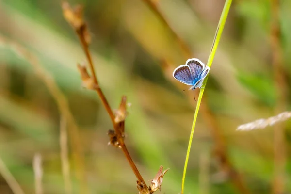 Μια Ασημένια Μπλε Πεταλούδα Ένα Λιβάδι — Φωτογραφία Αρχείου