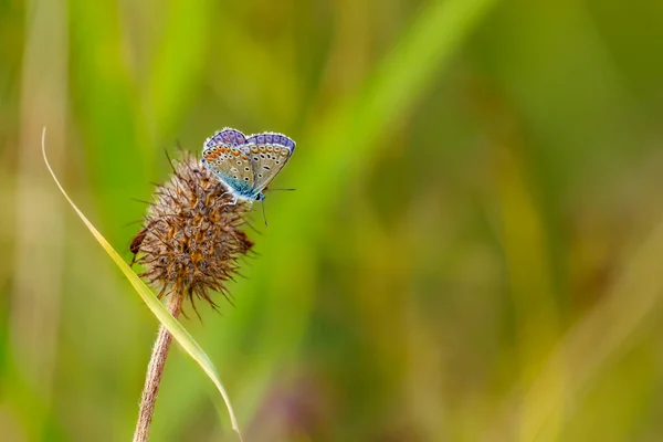 Silver Studded Blue Butterfly Meadow — стоковое фото