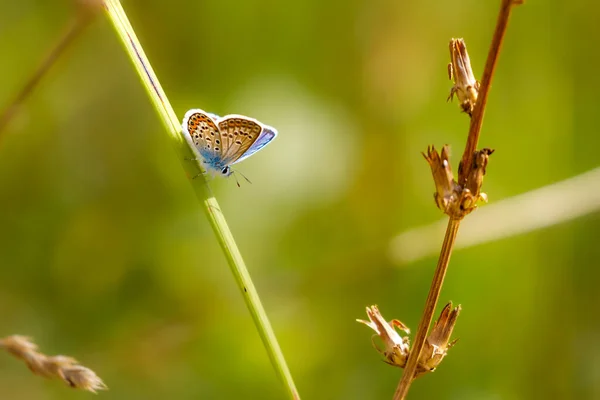 Серебряная Шипованная Голубая Бабочка Лугу — стоковое фото