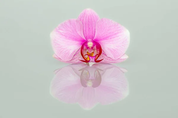 Decorative Orchid Flower Blossom — 图库照片
