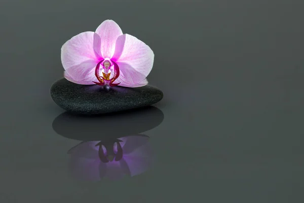 Decorative Orchid Flower Blossom — стоковое фото