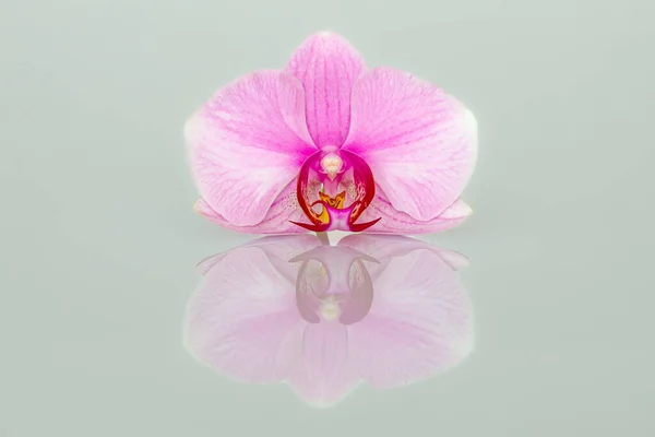 Decorative Orchid Flower Blossom Stock Picture