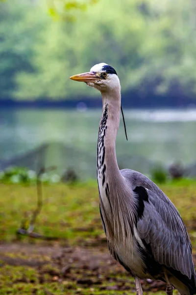 Ein Graureiher Ardea Cinerea — Stockfoto