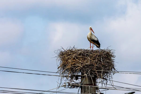 Cigogne Blanche Dans Nid — Photo