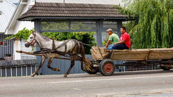 Cavalo Uma Carruagem Gura Humorului Romênia Agosto 2021 — Fotografia de Stock