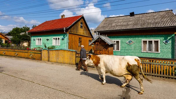 Mucca Con Contadino Villaggio Della Bucovina Romania Agosto 2021 — Foto Stock