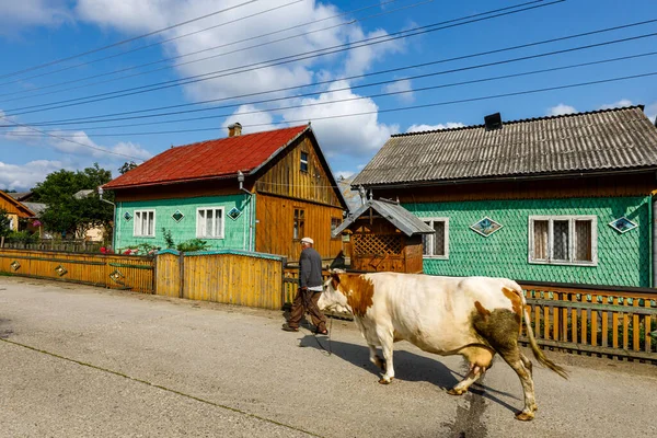 Mucca Con Contadino Villaggio Della Bucovina Romania Agosto 2021 — Foto Stock