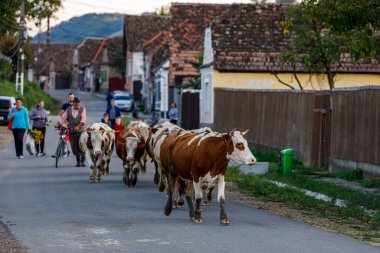 Romanya 'nın Sakson Köyü' nde ineklerle çiftçi, 25 Ağustos 2021