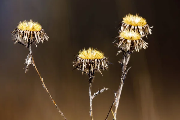 Heads Sow Thistle — стоковое фото