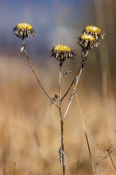 Heads Sow Thistle — стоковое фото