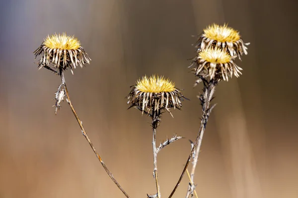 Heads Sow Thistle — стоковое фото