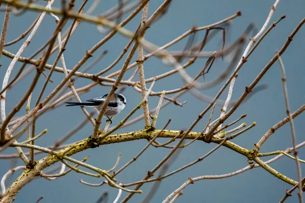 Long Tailed Tit Branch — Stock fotografie