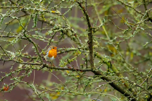 European Robin Branch — Stock fotografie