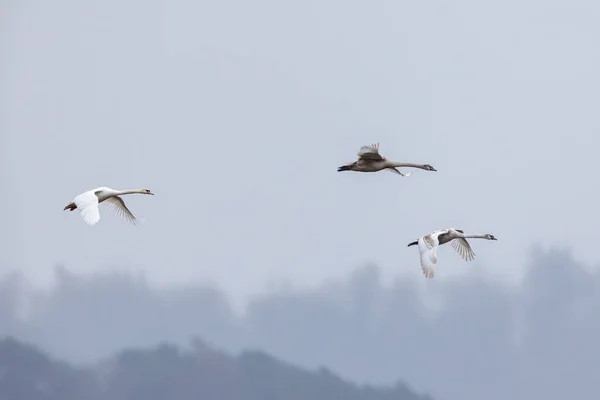 Cisnes Mudos Aire — Foto de Stock