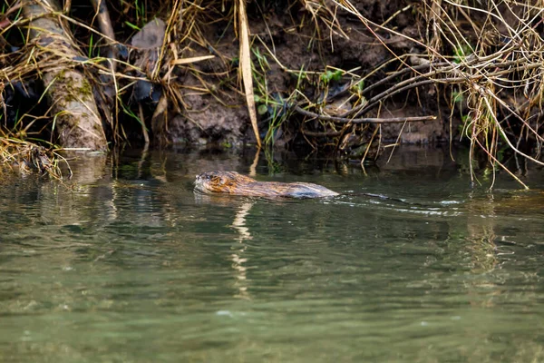 Muskrat Rio — Fotografia de Stock