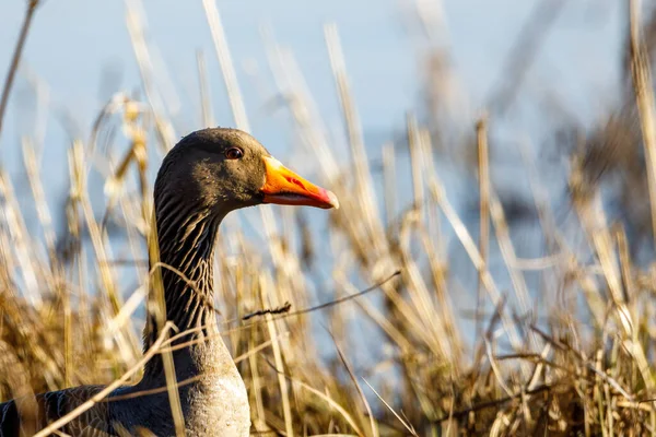 Ganso Greylag Naturaleza — Foto de Stock