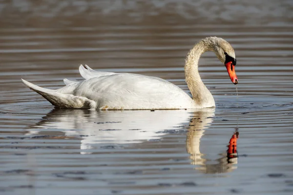 Лебедь Мут Озере — стоковое фото