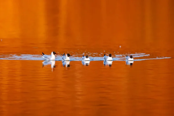 湖上一只黑头海鸥 — 图库照片